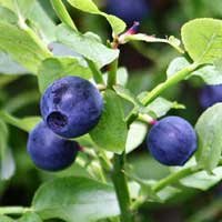 Bilberry Vaccinium myrtillus