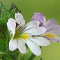 Eyebright Euphrasia officinalis