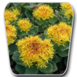 Rhodiola