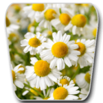 Chamomile