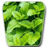 Lemon Balm