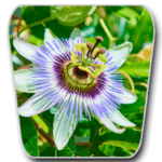 Passionflower