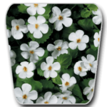 Bacopa