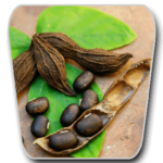 Mucuna Pruriens