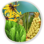 Witch Hazel, Scots Pine and Horsetail Extract