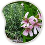 Rosemary & Pelargonium Graveolens