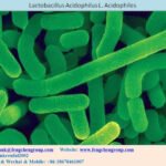 LACTOBACILLUS ACIDOPHILUS