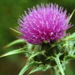 MILK THISTLE