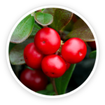 Bearberry Extract