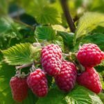 Red Raspberry