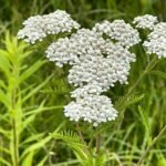 Achillea Millefolium