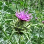 Sylibum-Marianum