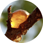 Acacia Senegal Gum