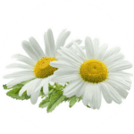 Chamomile Flower Extract