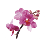 Korean Orchid Stem Cells