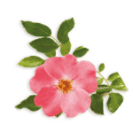 Wild Rose Oil