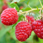 Red Raspberries