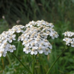 Yarrow flowers