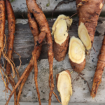 yellow dock root